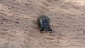 Dung beatle